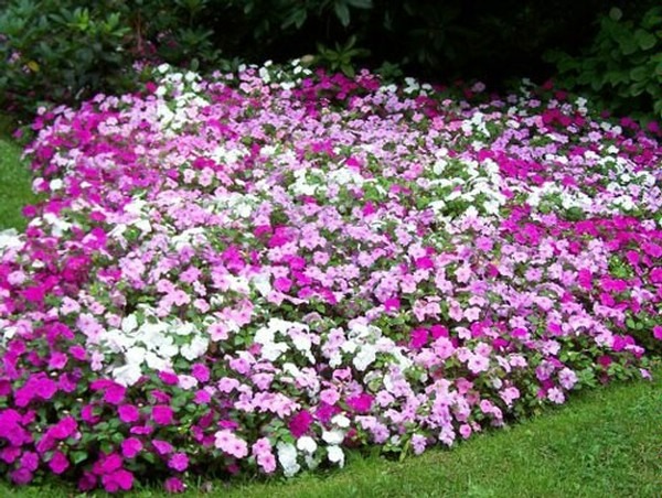 flores para jardim com sombra e que gostam de umidade