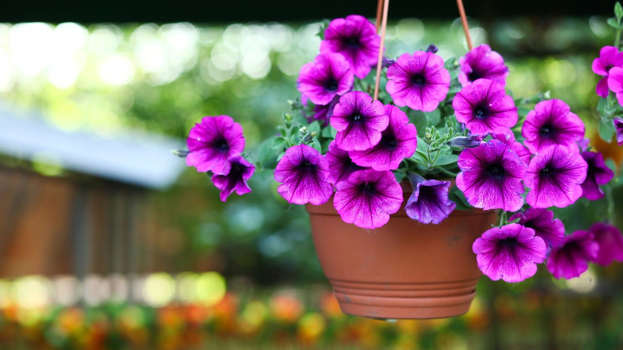 Purifique o ar: Plantas de sombra que melhoram a qualidade do ambiente interno