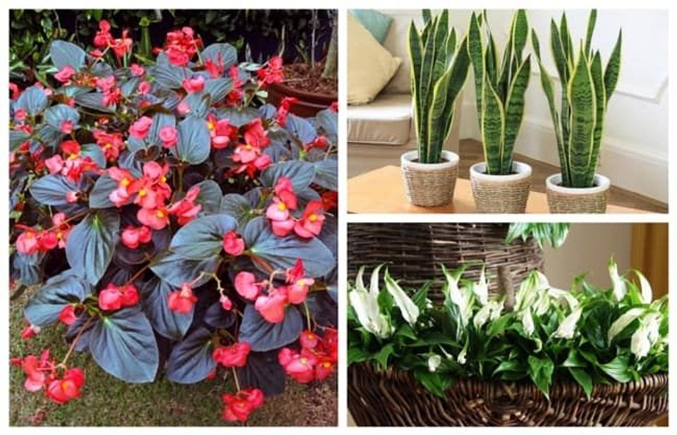 Jardim vertical na sombra: Ideias criativas para plantas que amam umidade