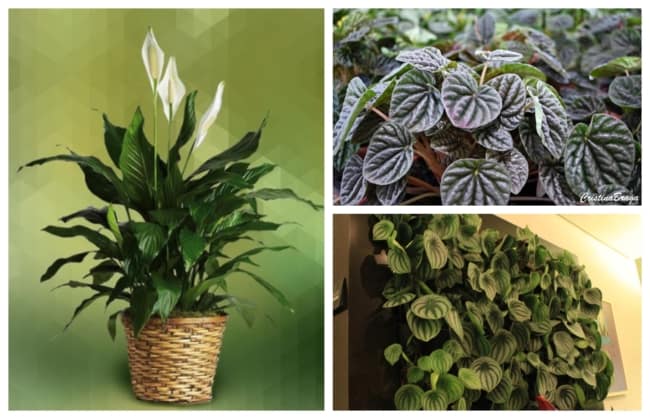 Guia completo: Como escolher o fertilizante ideal para flores de sombra e umidade