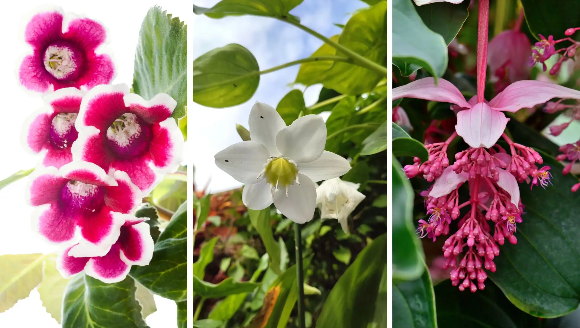 flores para jardim com sombra e que gostam de umidade 2