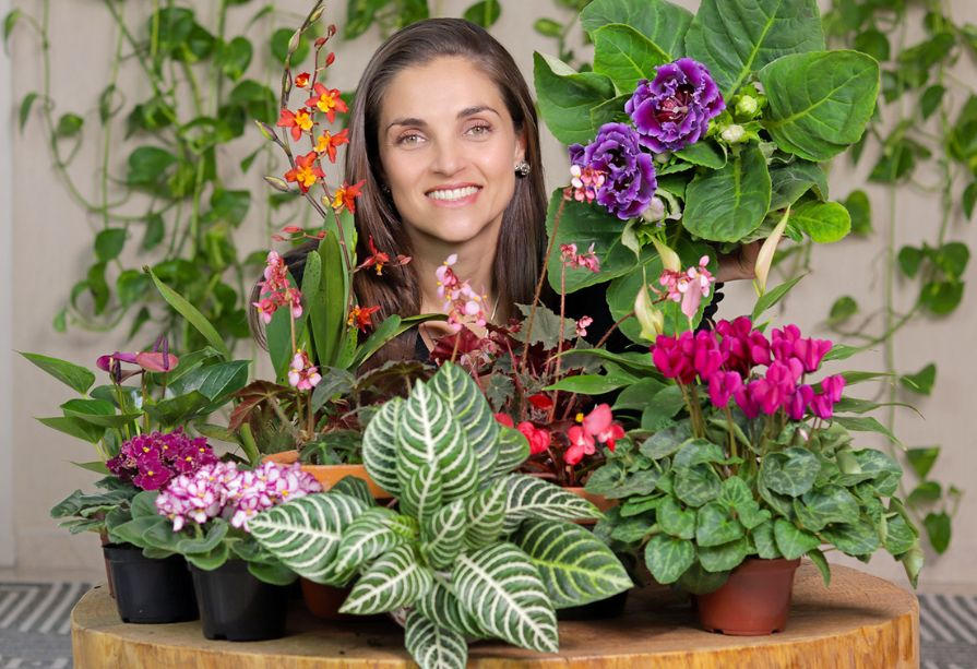 Antúrio e Begônia: Plantas ornamentais para sombra e alta umidade