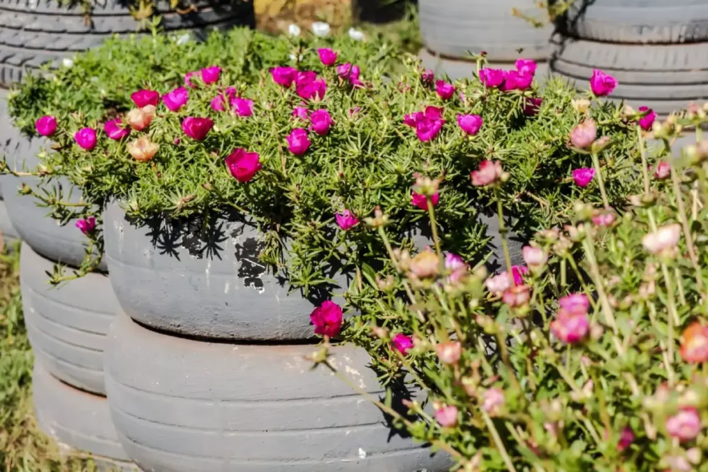 Maria-sem-vergonha: Dicas de cultivo para flores vibrantes na meia-sombra