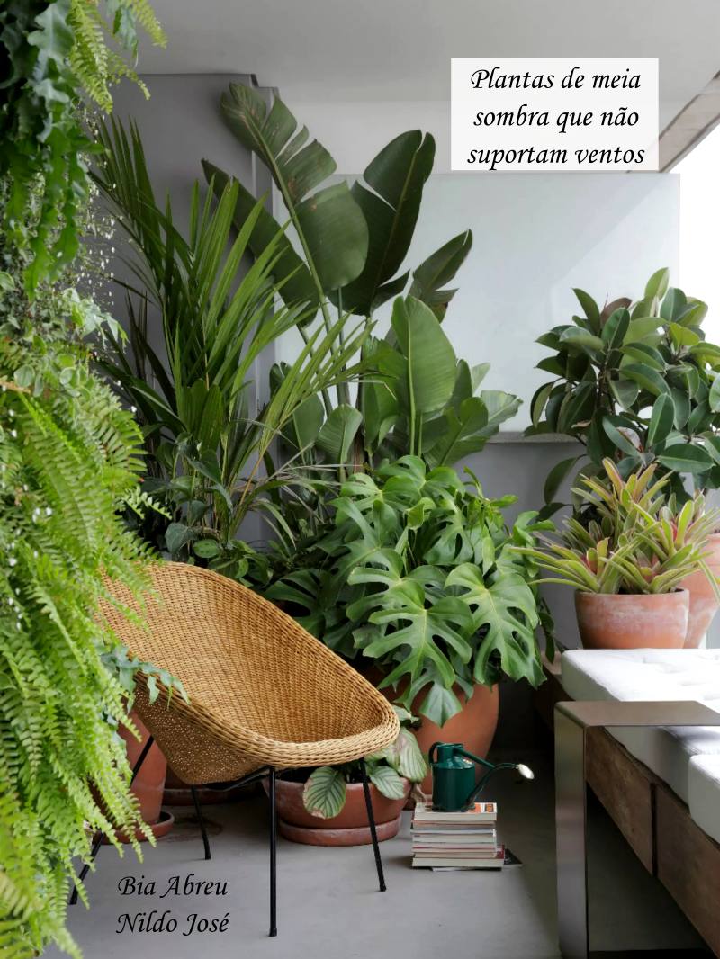 Brinco-de-princesa: O segredo para uma floração exuberante em locais com pouca luz