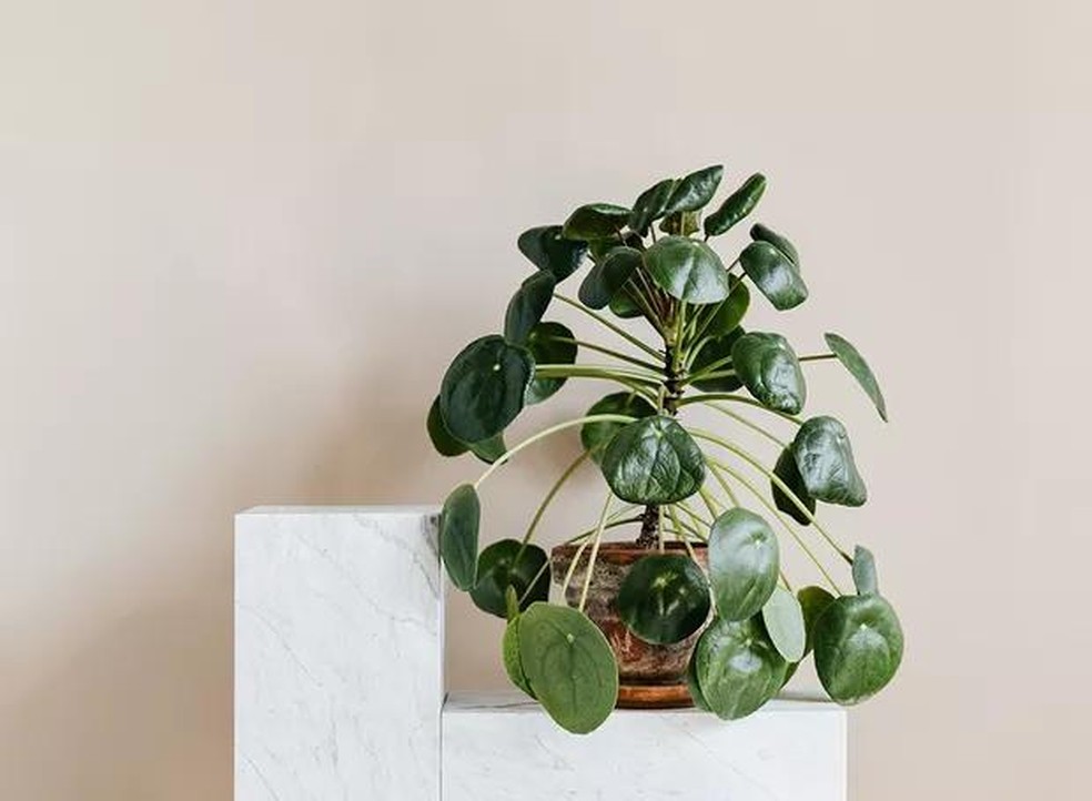 Brinco-de-princesa: O segredo para uma floração exuberante em locais com pouca luz