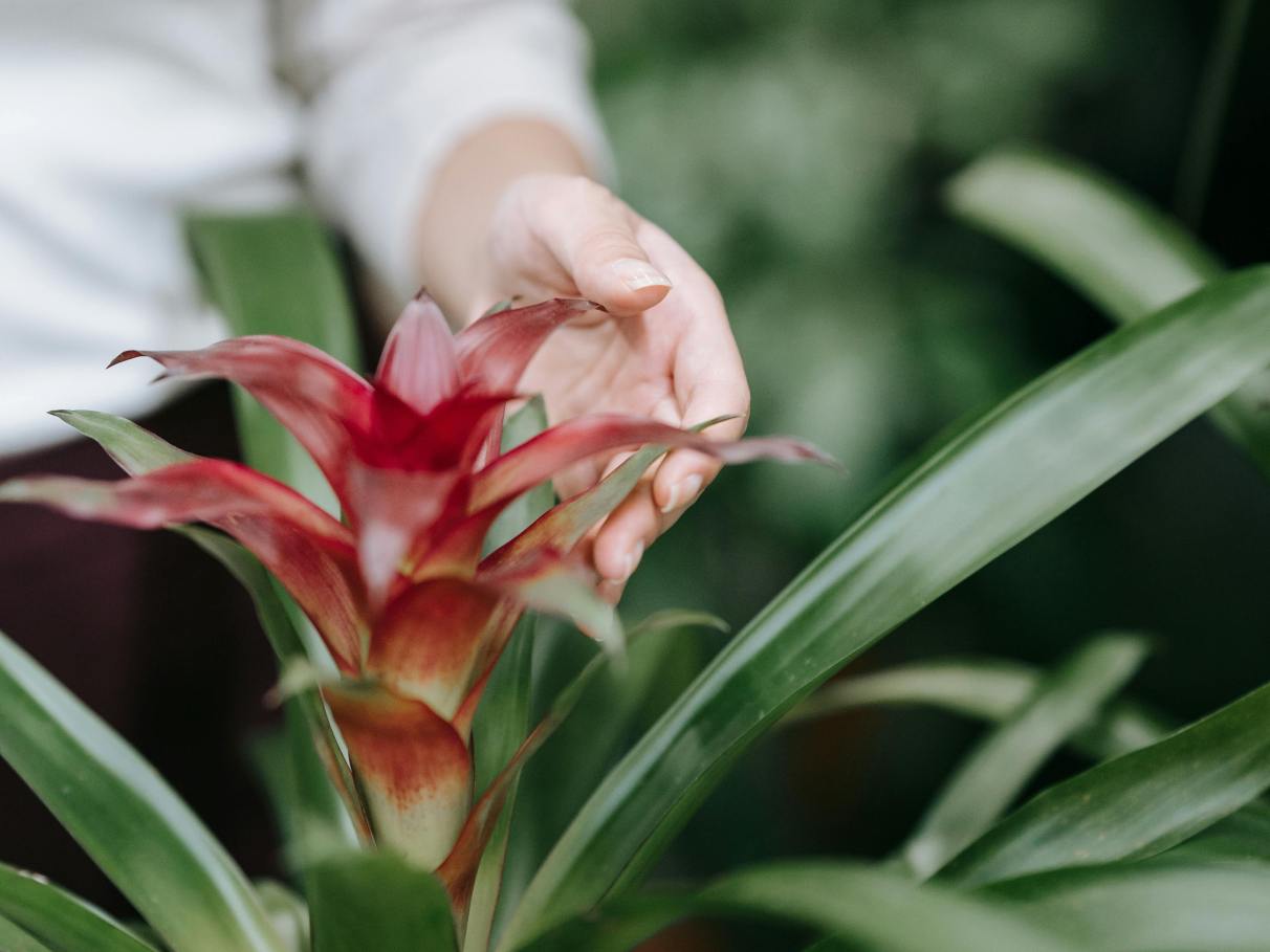 Criando um jardim tropical de sombra: As melhores espécies e cuidados