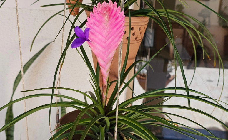 Além das flores: As melhores folhagens para jardins sombreados e solo úmido