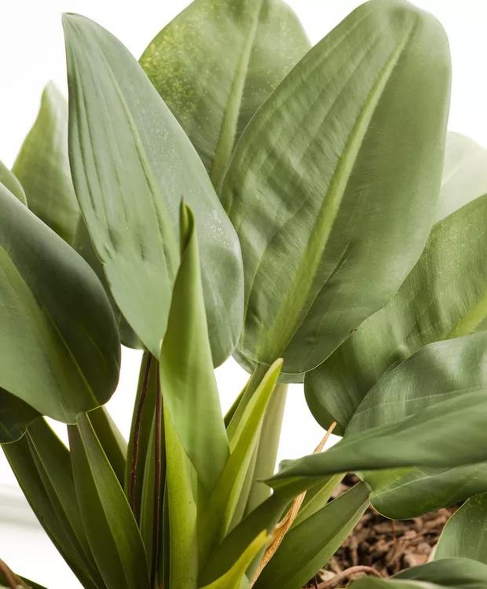 flores para jardim com sombra e que gostam de umidade