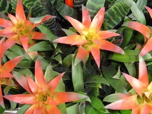 Além das flores: As melhores folhagens para jardins sombreados e solo úmido