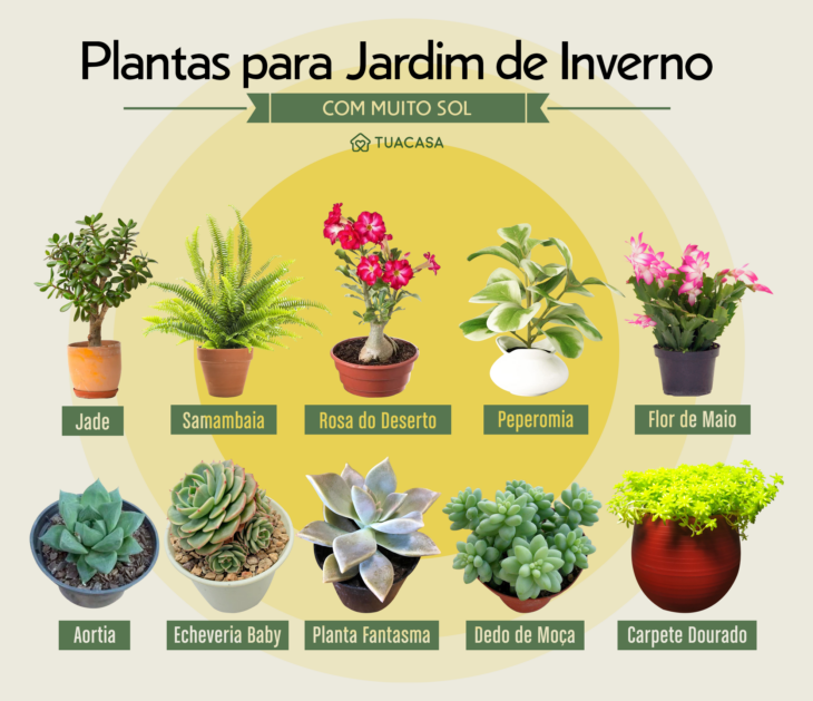 melhores flores para jardim de inverno com sol da manha