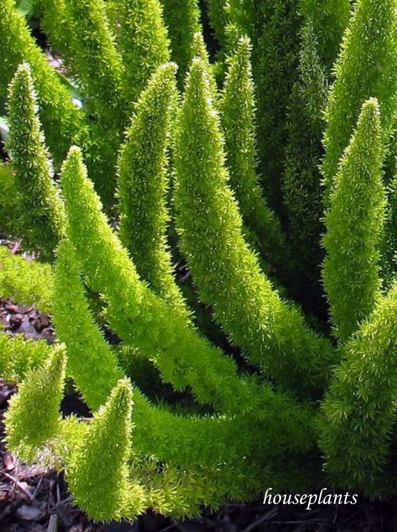 flores baratas para jardim de inverno sol da manha