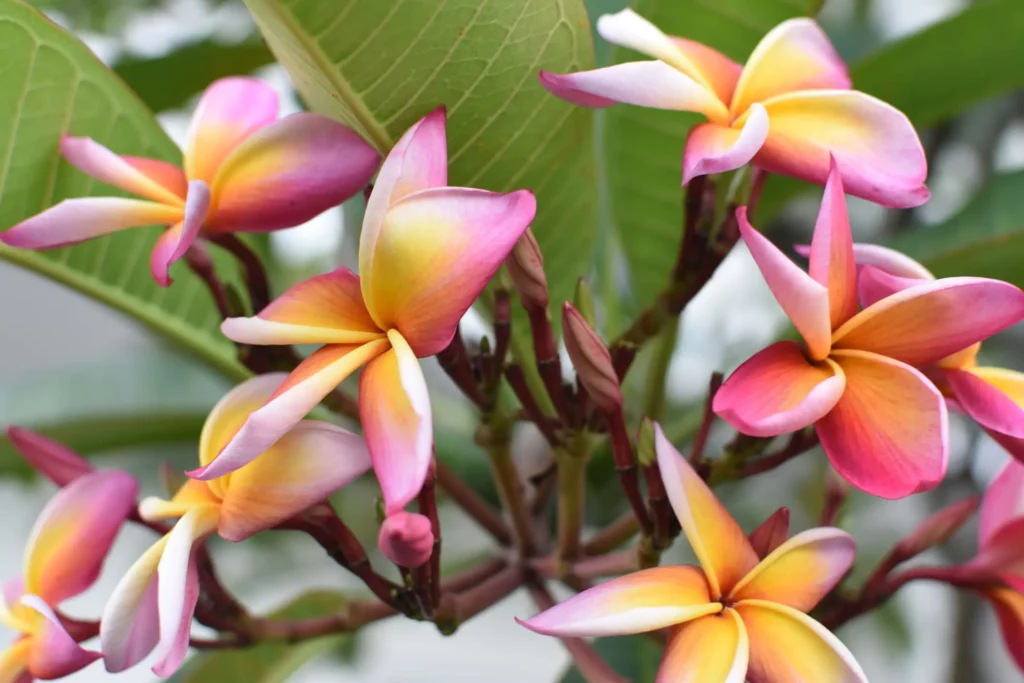 melhores flores para jardim de inverno com sol da manha