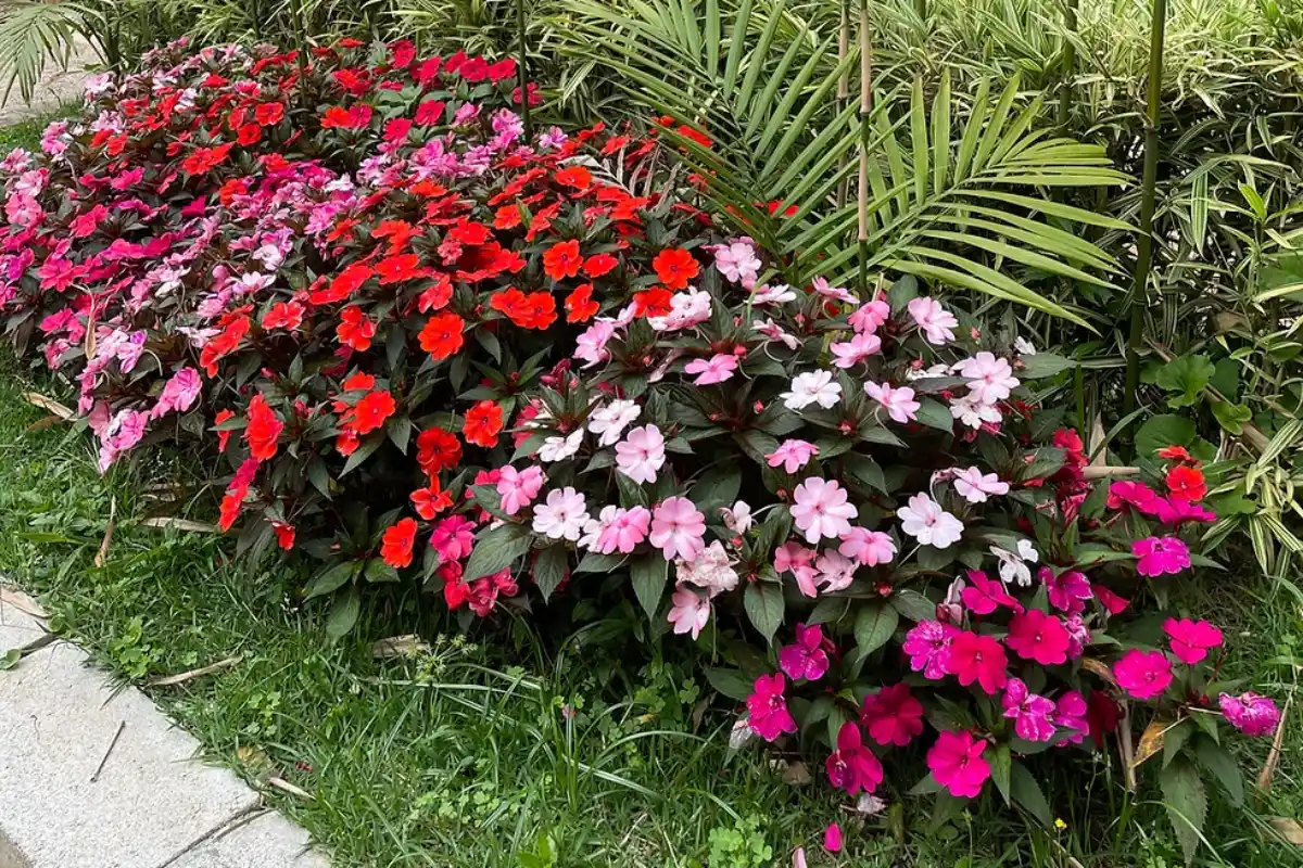 flores baratas para jardim de inverno sol da manha