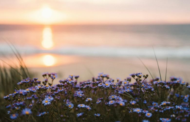 anturio ou lirio da paz para sol da manha