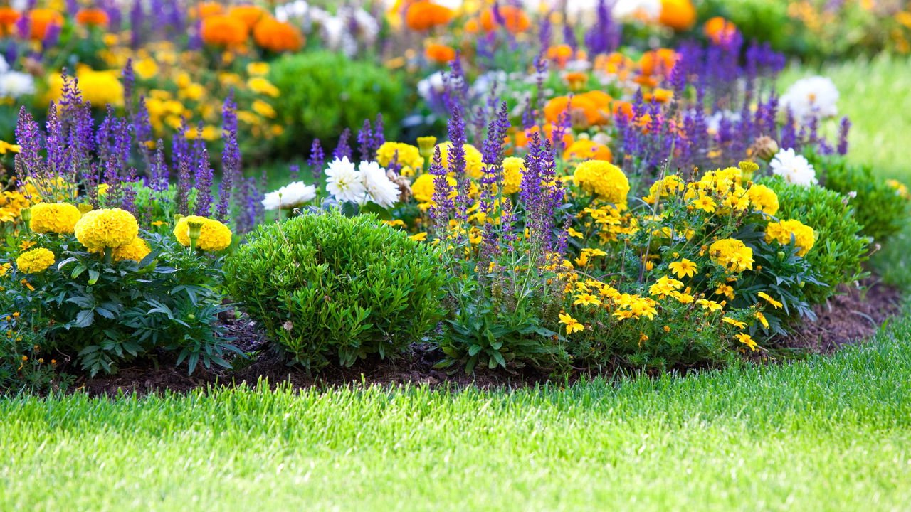plantas morrem jardim inverno sol manha o que fazer