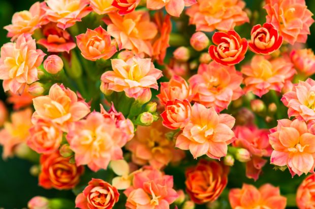 jardim de verão com flores resistentes