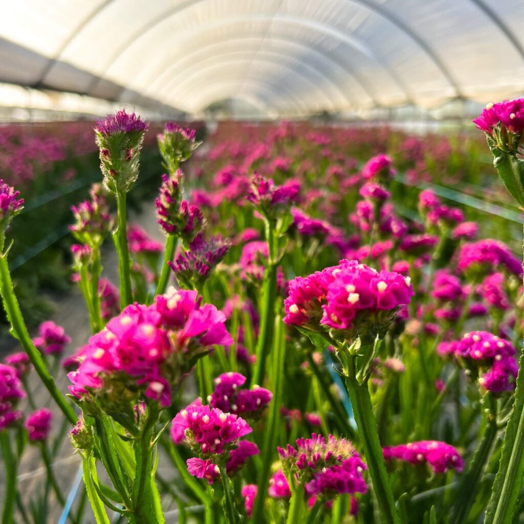 plantas resistentes ao calor e sol forte