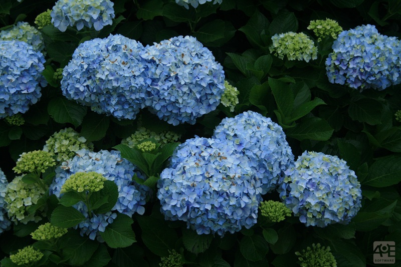 flores de verão que precisam de pouca rega