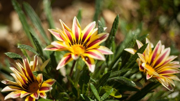 plantas resistentes ao calor e sol forte