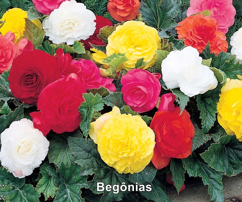 flores de verão que precisam de pouca rega