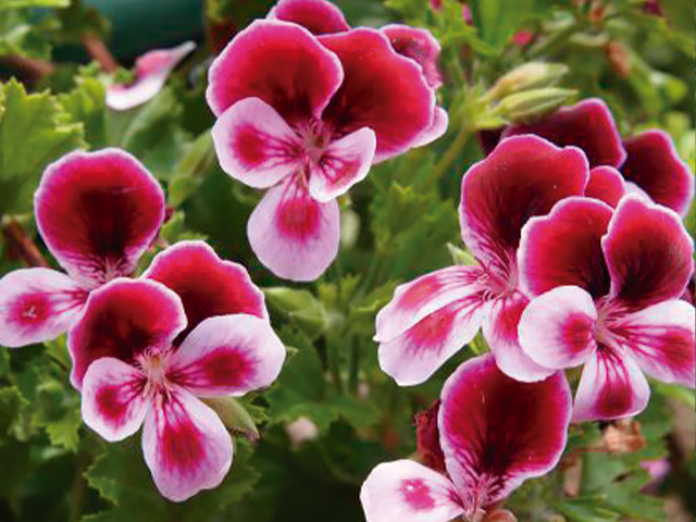 jardim de verão com flores resistentes