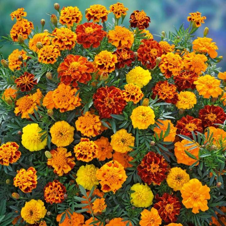 melhores flores para varandas ensolaradas