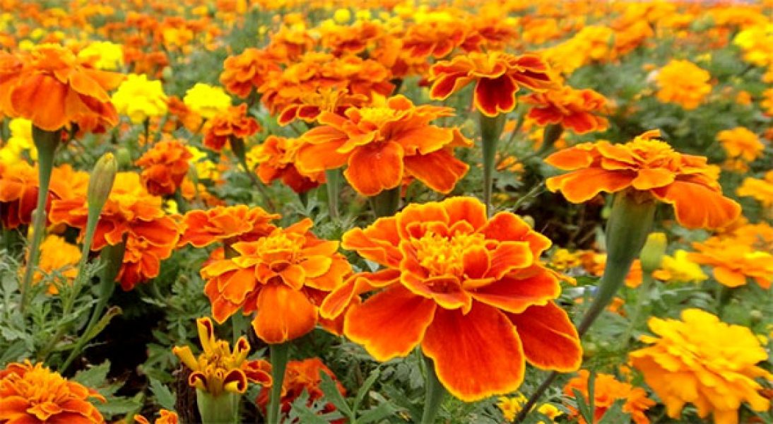 flores de verão que precisam de pouca rega