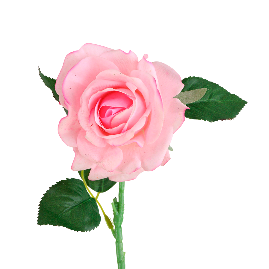 O Significado Profundo das Flores Rosas: Do Amor à Gratidão