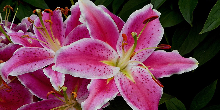 O Significado Profundo das Flores Rosas: Do Amor à Gratidão
