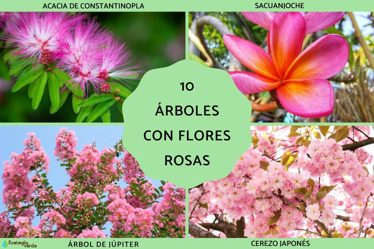 flores rosas