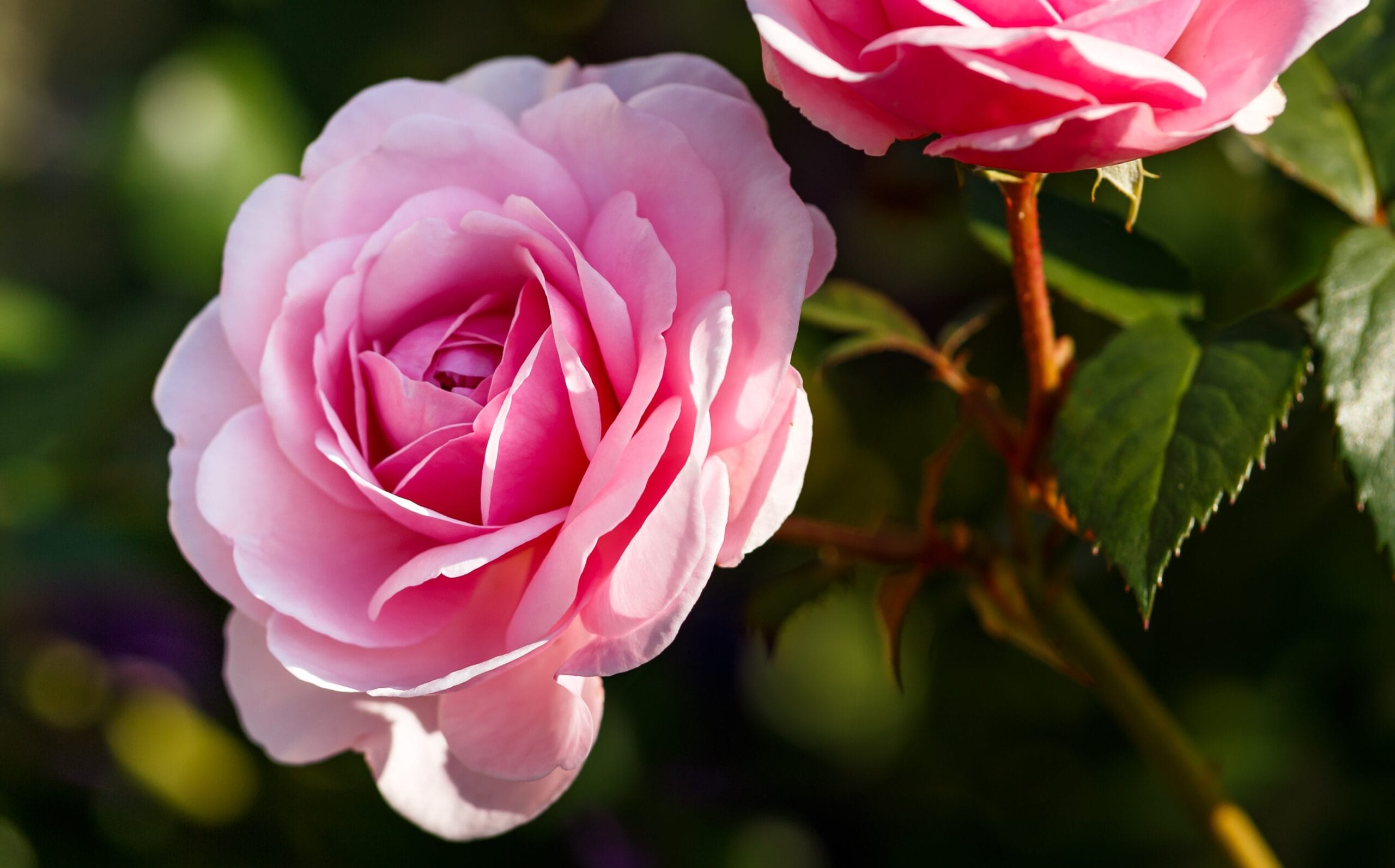 O Significado Profundo das Flores Rosas: Do Amor à Gratidão