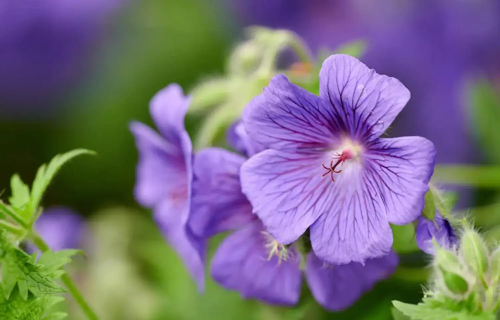 flores roxas para jardim