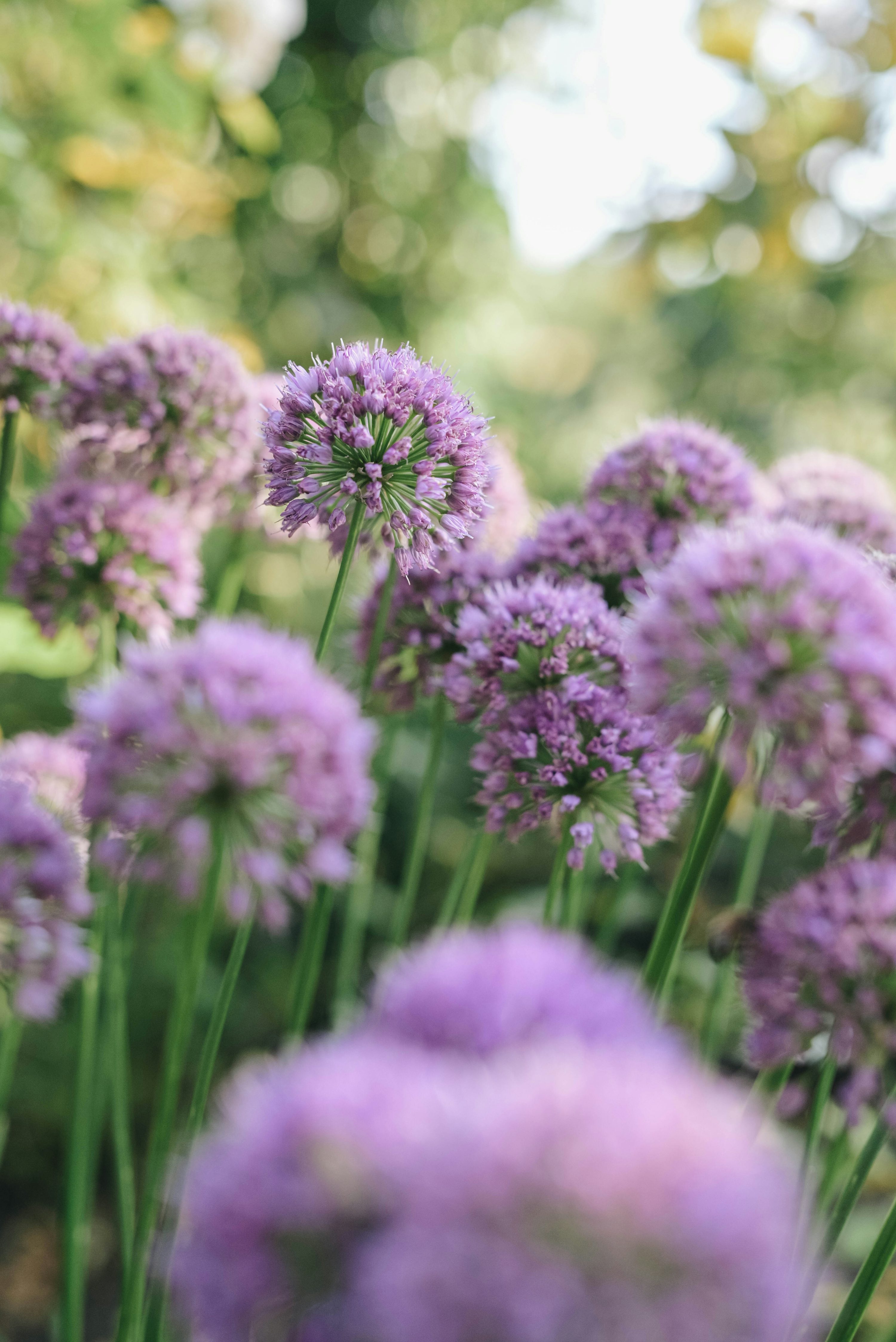 Brinco-de-Princesa: Encanto em Vasos Suspensos