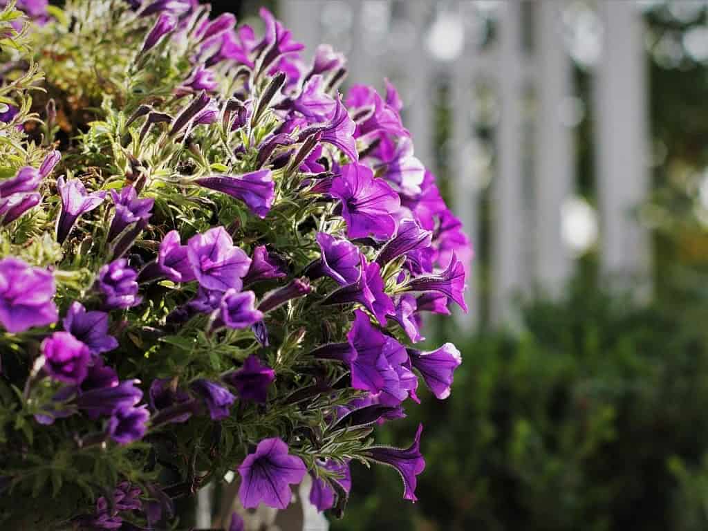 Trapoeraba Roxa: A Folhagem Exuberante para Entradas