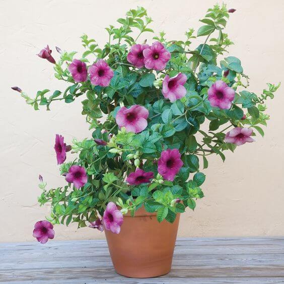 5 Dicas para Cultivar Lavanda em Casa