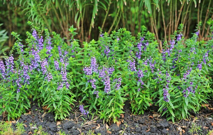 Brinco-de-Princesa: Encanto em Vasos Suspensos