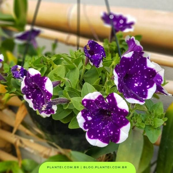 flores roxas para jardim