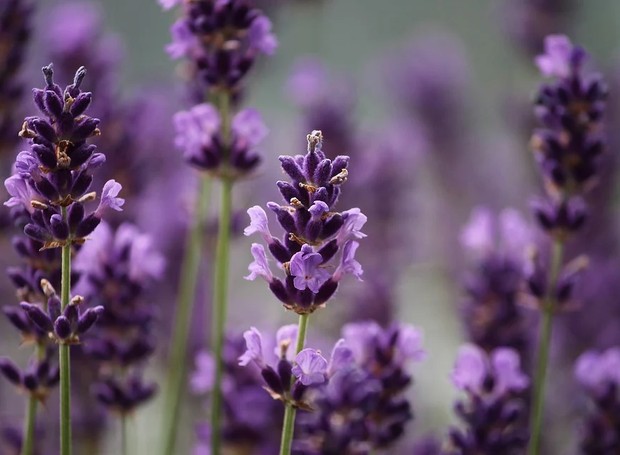 Guia Completo de Petúnias: Cores e Cuidados