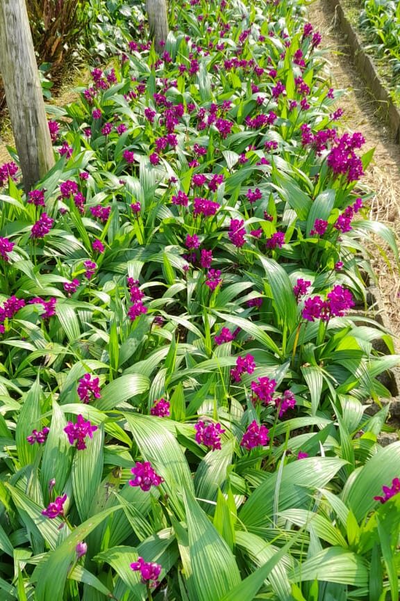 Guia Completo de Petúnias: Cores e Cuidados