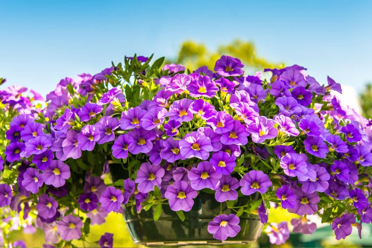 Brinco-de-Princesa: Encanto em Vasos Suspensos