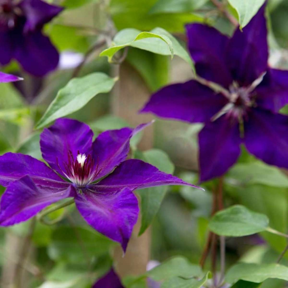 Trapoeraba Roxa: A Folhagem Exuberante para Entradas