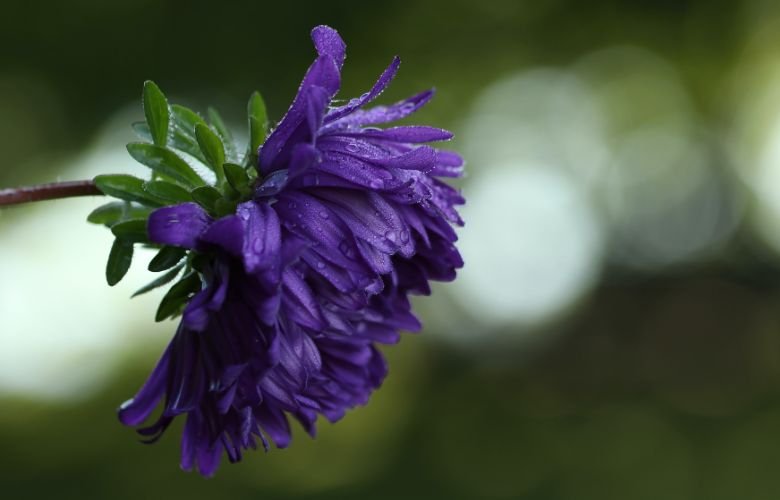 flores roxas para jardim
