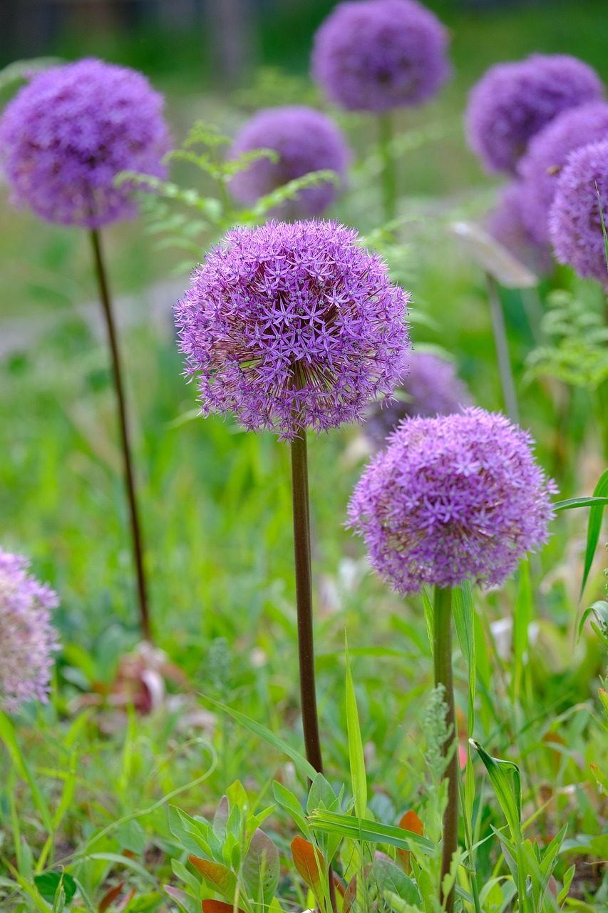 5 Dicas para Cultivar Lavanda em Casa