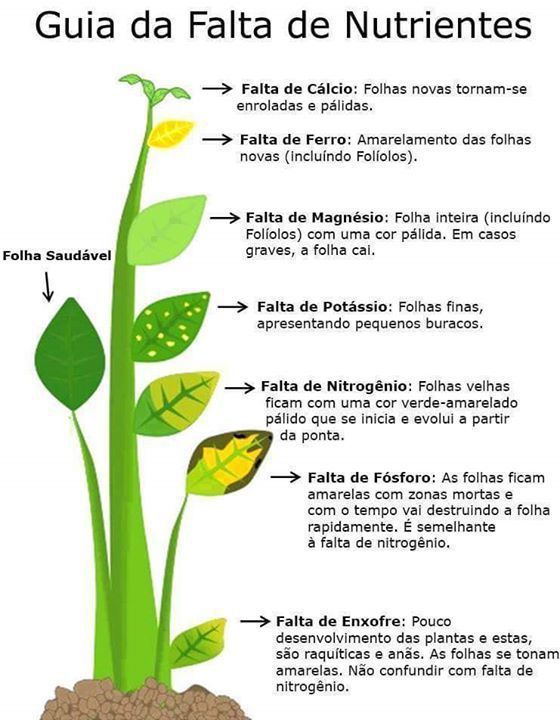 folhas amarelas nas plantas