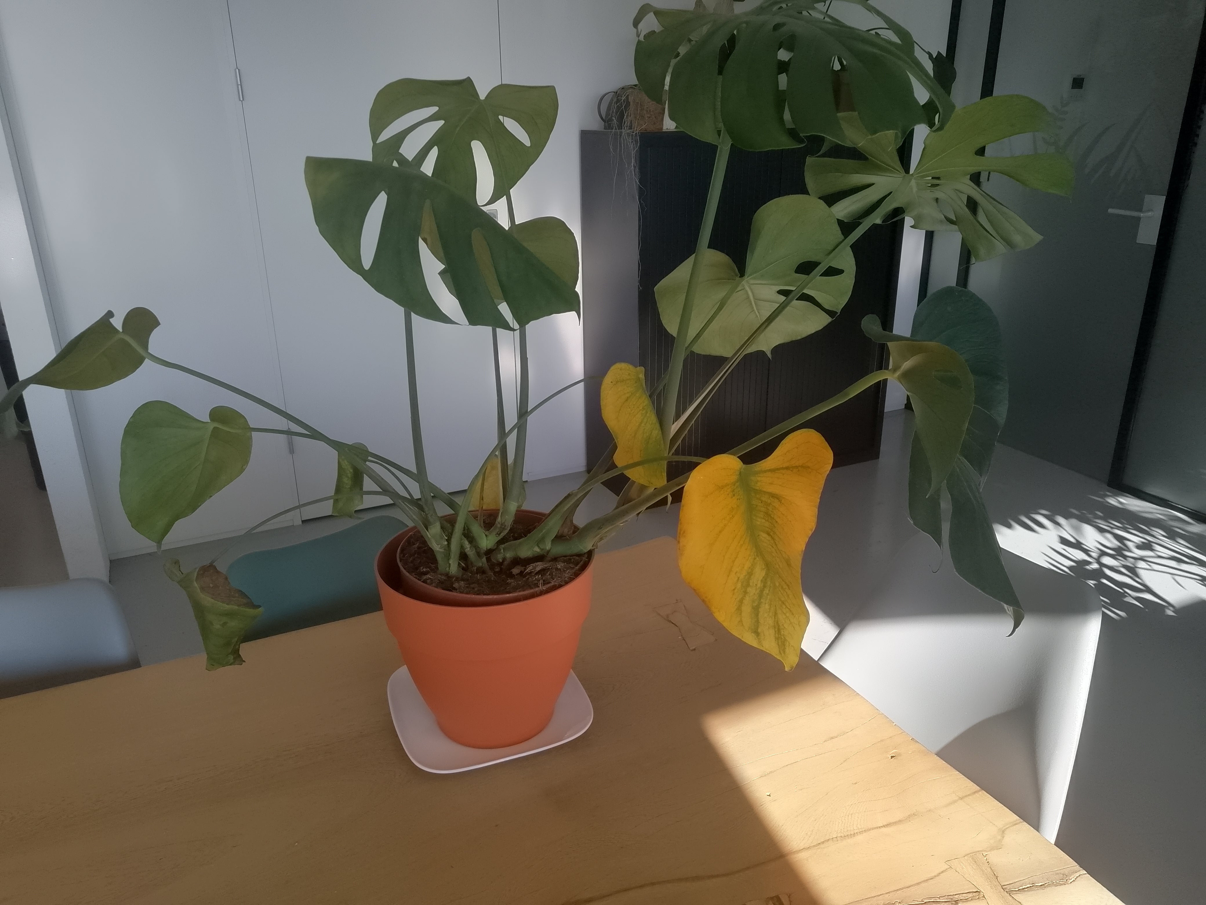 o que causa folhas amarelas na planta