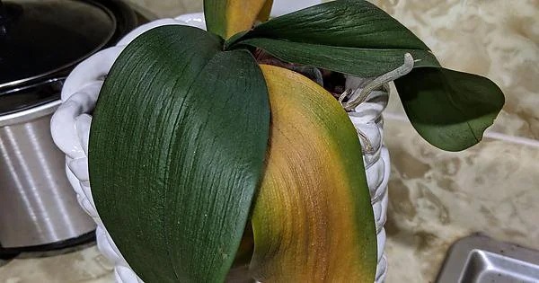 por que as folhas da minha planta estão ficando amarelas e secas