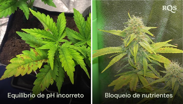 folhas amarelas nas plantas