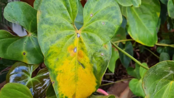 plantas com folhas amarelas o que fazer