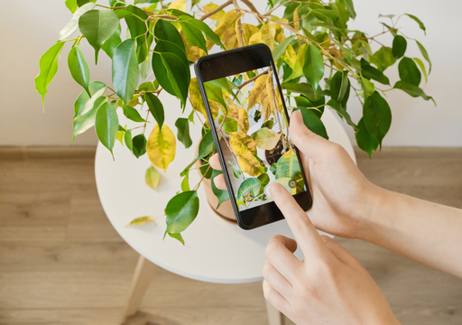 por que as folhas da minha planta estão ficando amarelas e secas