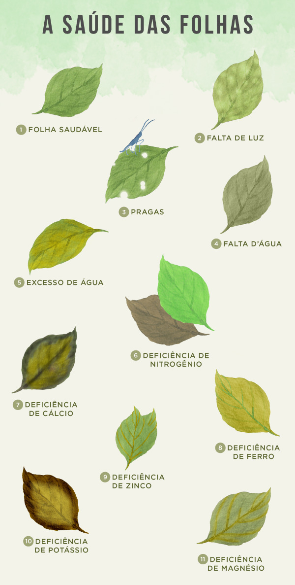 por que as folhas da minha planta estão ficando amarelas e secas